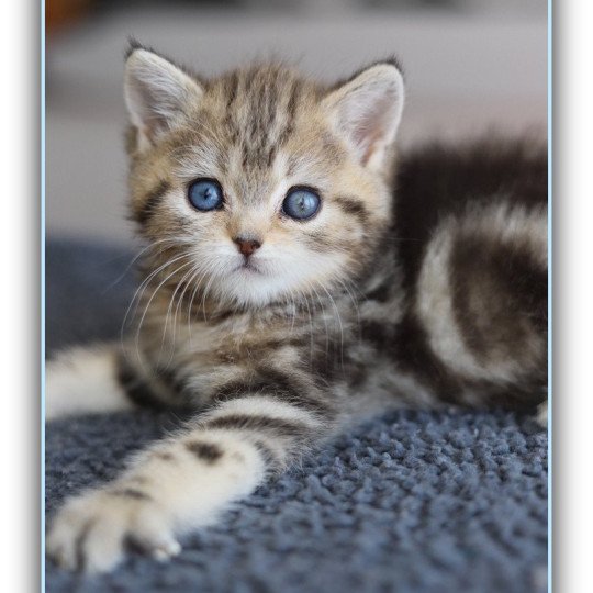 chaton British Shorthair black golden blotched tabby ABBEY NEW Chatterie Carbin black golden blotched tabby