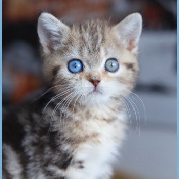 ABBEY NEW CARBIN Femelle British Shorthair