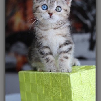 ABBEY NEW CARBIN Femelle British Shorthair
