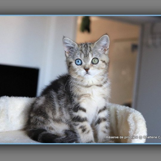 chaton British Shorthair black golden blotched tabby ABBEY NEW Chatterie Carbin black golden blotched tabby