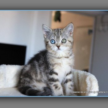 ABBEY NEW CARBIN Femelle British Shorthair