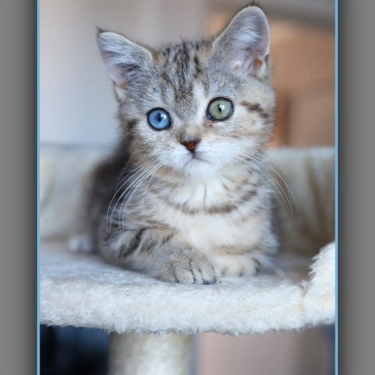 chaton British Shorthair black golden blotched tabby ABBEY NEW Chatterie Carbin black golden blotched tabby