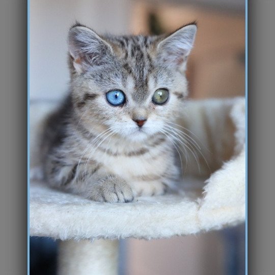 chaton British Shorthair black golden blotched tabby ABBEY NEW Chatterie Carbin black golden blotched tabby