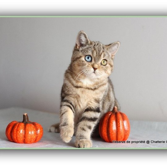 chaton British Shorthair black golden blotched tabby ABBEY NEW Chatterie Carbin black golden blotched tabby