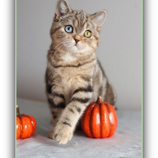 chaton British Shorthair black golden blotched tabby ABBEY NEW Chatterie Carbin black golden blotched tabby