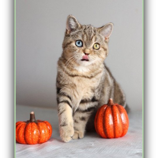 chaton British Shorthair black golden blotched tabby ABBEY NEW Chatterie Carbin black golden blotched tabby