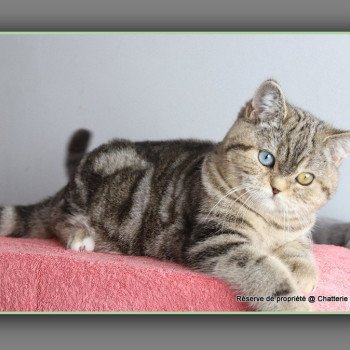 Abbay new CARBIN Femelle British Shorthair