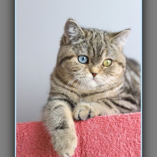 chaton British Shorthair black golden blotched tabby ABBEY NEW Chatterie Carbin black golden blotched tabby