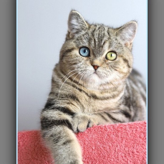 chaton British Shorthair black golden blotched tabby ABBEY NEW Chatterie Carbin black golden blotched tabby