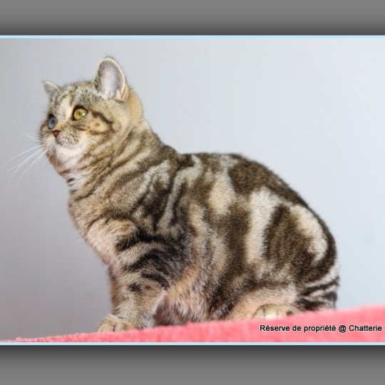 chaton British Shorthair black golden blotched tabby ABBEY NEW Chatterie Carbin black golden blotched tabby