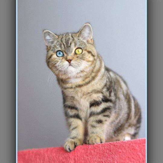 chaton British Shorthair black golden blotched tabby ABBEY NEW Chatterie Carbin black golden blotched tabby