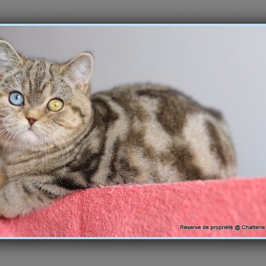 chaton British Shorthair black golden blotched tabby ABBEY NEW Chatterie Carbin black golden blotched tabby