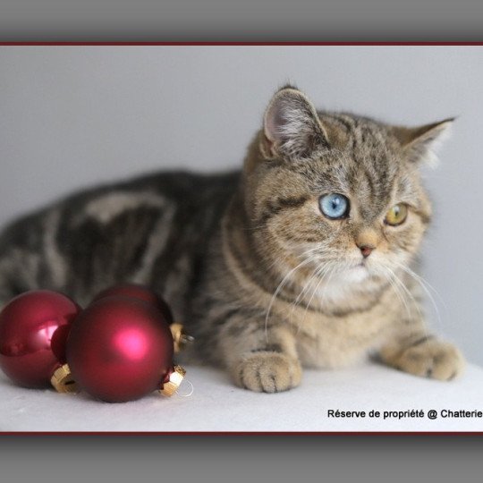 chaton British Shorthair black golden blotched tabby Abbay new Chatterie Carbin black golden blotched tabby
