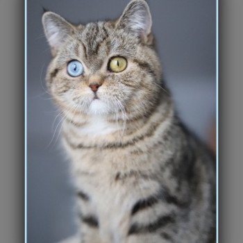 Abbay new CARBIN Femelle British Shorthair