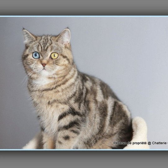 chaton British Shorthair black golden blotched tabby Abbay new Chatterie Carbin black golden blotched tabby