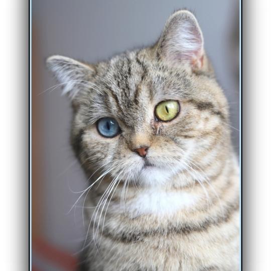 chaton British Shorthair black golden blotched tabby Abbay new Chatterie Carbin black golden locket blotched tabby