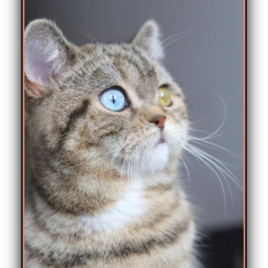 chaton British Shorthair black golden blotched tabby Abbay new Chatterie Carbin black golden locket blotched tabby