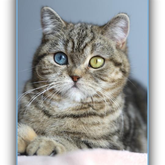 chaton British Shorthair black golden locket blotched tabby Abbay new Chatterie Carbin black golden locket blotched tabby