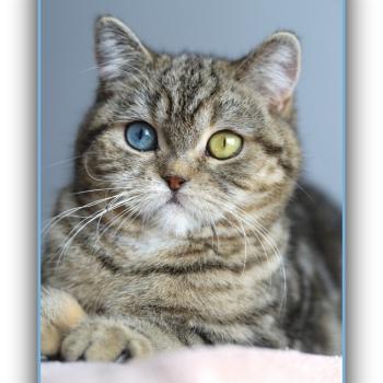 Abbay new CARBIN Femelle British Shorthair