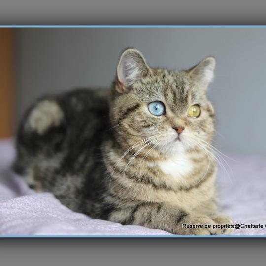 chaton British Shorthair black golden locket blotched tabby Abbay new Chatterie Carbin black golden locket blotched tabby