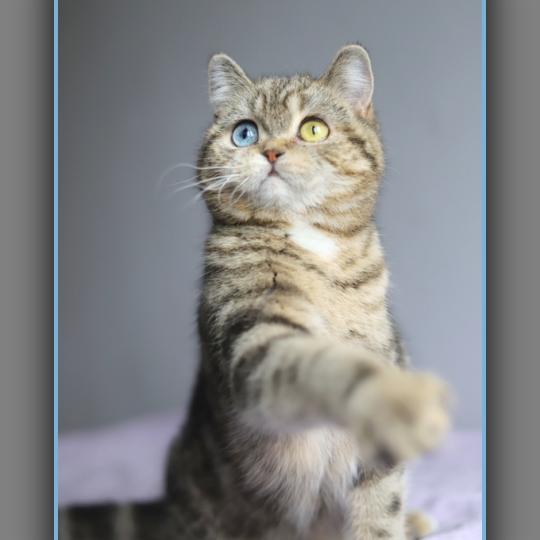 chaton British Shorthair black golden locket blotched tabby Abbay new Chatterie Carbin black golden locket blotched tabby