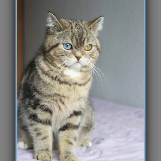 chaton British Shorthair black golden locket blotched tabby Abbay new Chatterie Carbin black golden locket blotched tabby