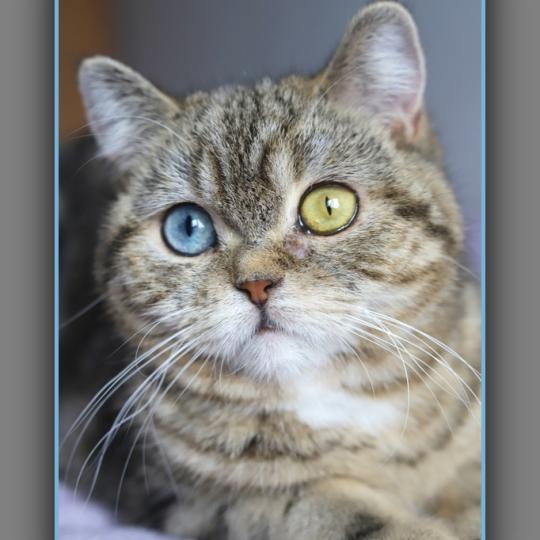 chaton British Shorthair black golden locket blotched tabby Abbay new Chatterie Carbin black golden locket blotched tabby