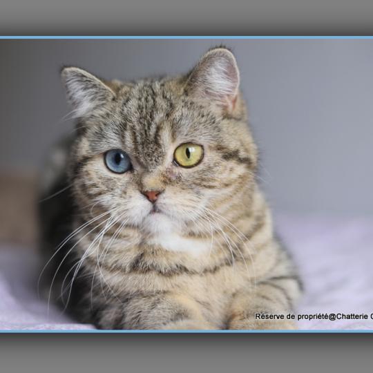 chaton British Shorthair black golden locket blotched tabby Abbay new Chatterie Carbin black golden locket blotched tabby