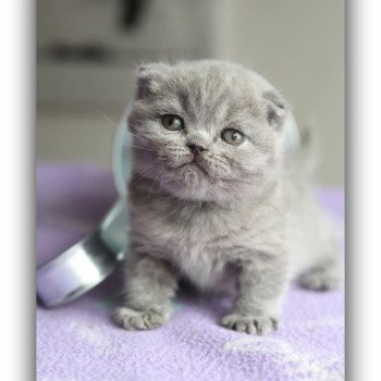ABBY CARBIN Femelle British Shorthair