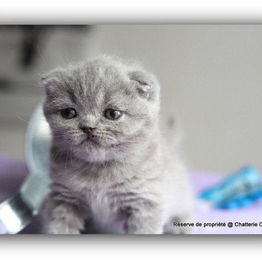 chaton British Shorthair blue ABBY Chatterie CARBIN blue 