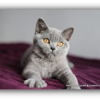 ADAM CARBIN Mâle British Shorthair
