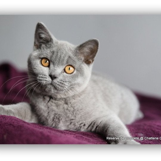 chaton British Shorthair blue ADAM Chatterie Carbin blue 