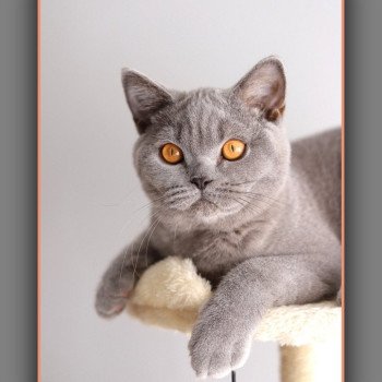 ADAM CARBIN Mâle British Shorthair