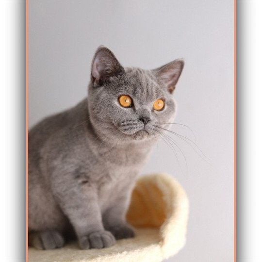 chaton British Shorthair blue ADAM Chatterie Carbin blue 