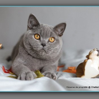 ADAM CARBIN Mâle British Shorthair