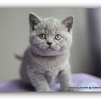 ADAM CARBIN Mâle British Shorthair