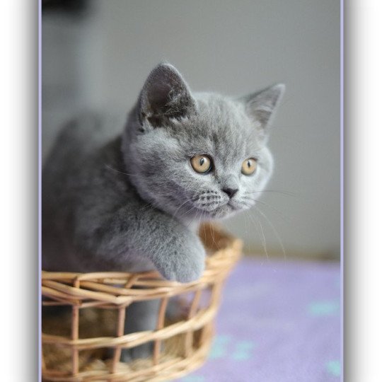 chaton British Shorthair blue ADAM Chatterie CARBIN blue 