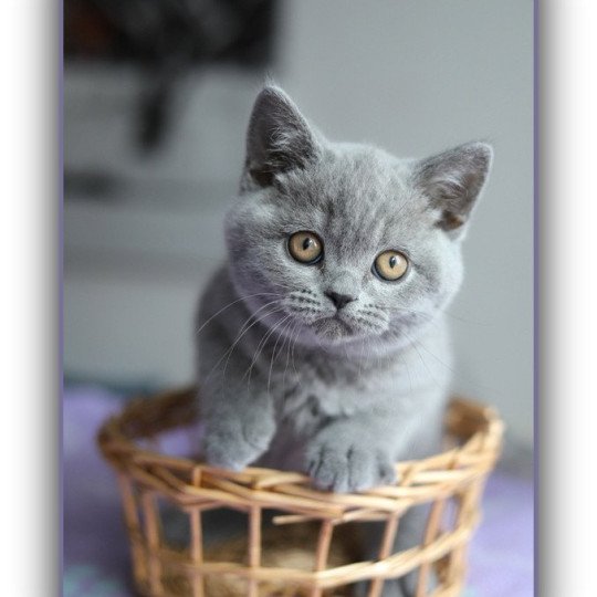 chaton British Shorthair blue ADAM Chatterie CARBIN blue 