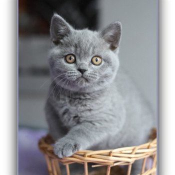 ADAM CARBIN Mâle British Shorthair