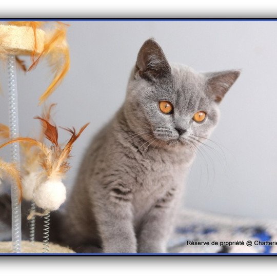 chaton British Shorthair blue ADAM Chatterie Carbin blue 