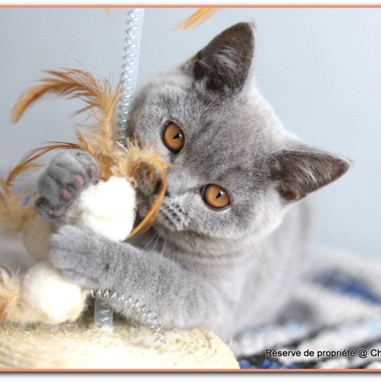 chaton British Shorthair blue ADAM Chatterie Carbin blue 