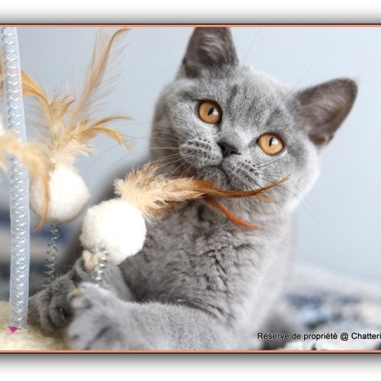 chaton British Shorthair blue ADAM Chatterie Carbin blue 