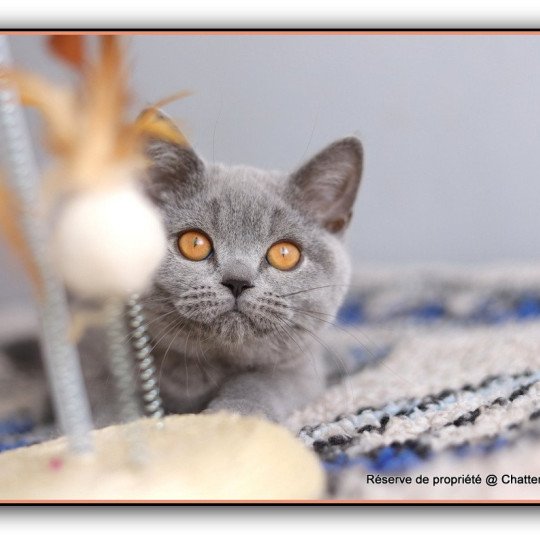 chaton British Shorthair blue ADAM Chatterie Carbin blue 