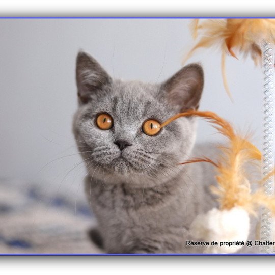 chaton British Shorthair blue ADAM Chatterie Carbin blue 