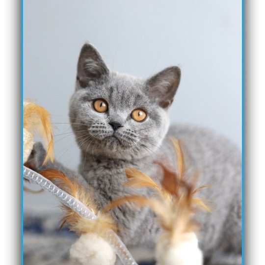 chaton British Shorthair blue ADAM Chatterie Carbin blue 