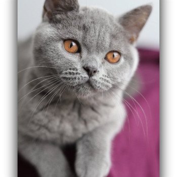 AGATE CARBIN Femelle British Shorthair
