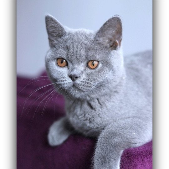 chaton British Shorthair blue AGATE. Chatterie Carbin blue 