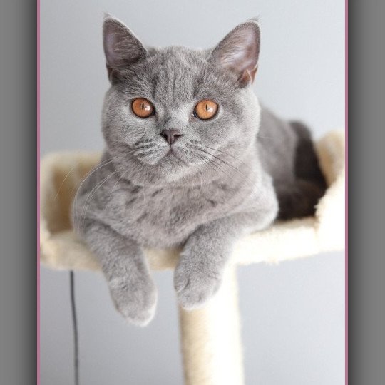 chaton British Shorthair blue AGATE Chatterie Carbin blue 