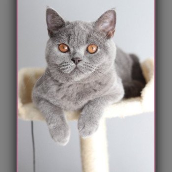 AGATE CARBIN Femelle British Shorthair