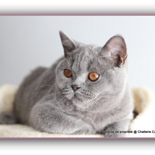 chaton British Shorthair blue AGATE Chatterie Carbin blue 
